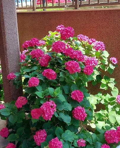 Stavros House Appartement Sarti